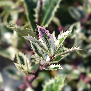 Ilex aquifolium Ingramii - Common Holly