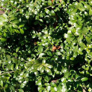 Ilex crenata Kinme