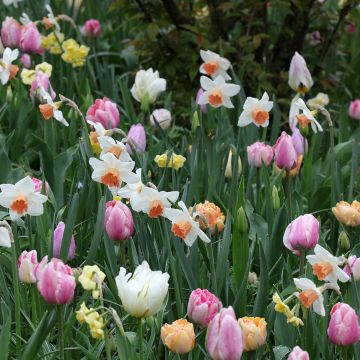 Inspiration collection - Spring bulbs in soft colours