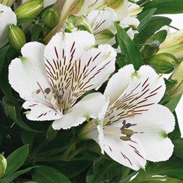 Alstroemeria Inticancha Magic White - Peruvian Lily