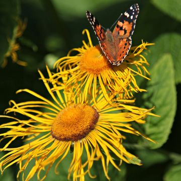 Inula helenium