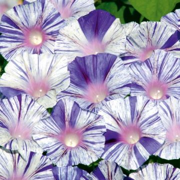 Ipomoea purpurea Venice blue - Morning Glory seeds