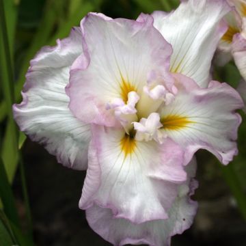 Iris ensata Lady in Waiting - Japanese Water Iris
