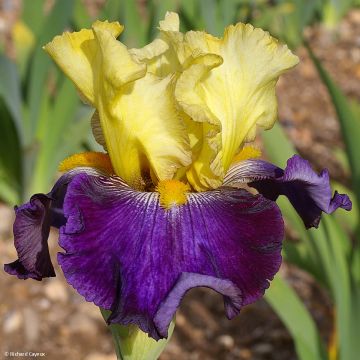 Iris germanica Je Vole