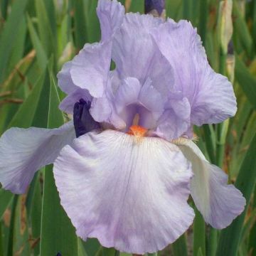 Iris germanica Late Lilac - Bearded Iris