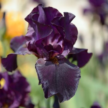 Iris Old Black Magic - Tall Bearded Iris