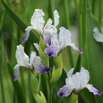 Iris Petit Moment - Bearded Iris