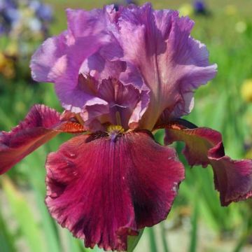 Iris Gamay