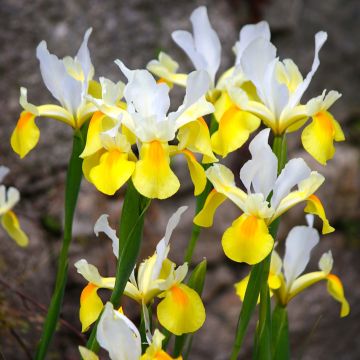 Iris x hollandica Apollo