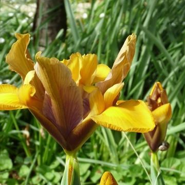 Iris x hollandica Bronze Perfection