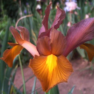 Iris x hollandica Bronze Queen