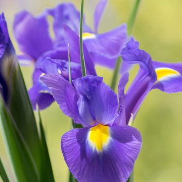 Iris x hollandica Sapphire Beauty