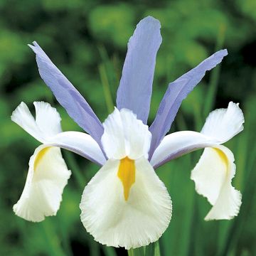 Iris x hollandica Silvery Beauty