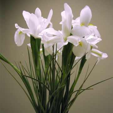 Iris x hollandica White Excelsior