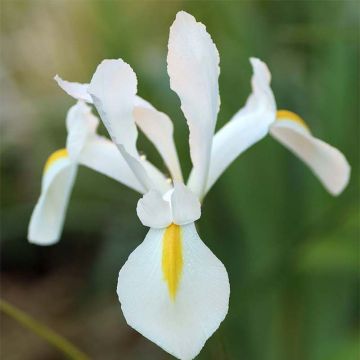 Iris x hollandica White Excelsior