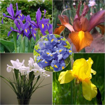 Iris x hollandica Mix