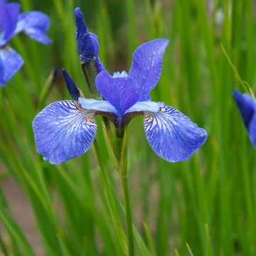 Iris de Sibérie - Iris sibirica Blue King