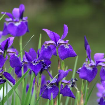 Iris sibirica Caesars Brother - Siberian Iris