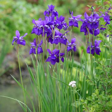 Iris sibirica Caesars Brother - Siberian Iris