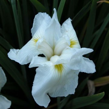 Iris ensata Comtesse de Paris - Japanese Water Iris
