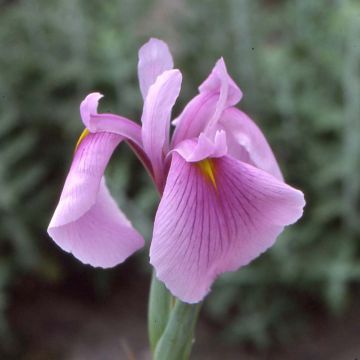 Iris ensata Darling - Japanese Water Iris