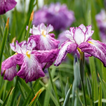 Iris ensata Harlequinesque - Japanese Water Iris