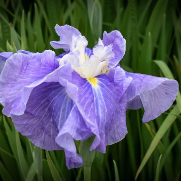 Iris ensata Sugar Dome - Japanese Water Iris