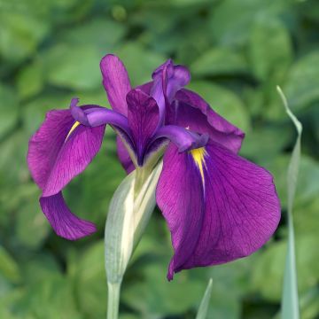 Iris ensata Variegata - Japanese Water Iris