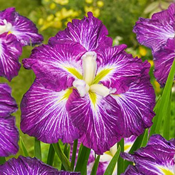 Iris ensata Dinner Plate Jell-O - Japanese Water Iris