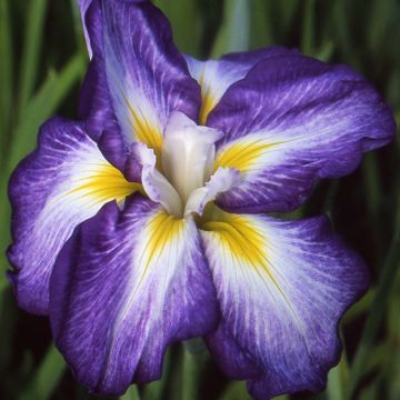 Iris ensata Illumination - Japanese Water Iris