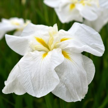 Iris ensata White Ladies - Japanese Water Iris
