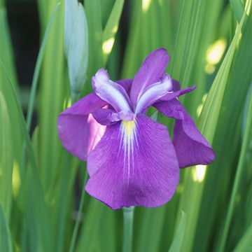 Iris ensata Yezo-nishiki - Japanese Water Iris