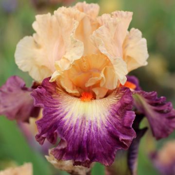 Iris Abondante Floraison
