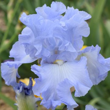 Iris germanica Above The Clouds - Bearded Iris
