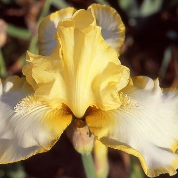 Iris germanica Antique Ivory - Bearded Iris