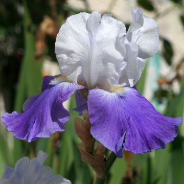 Iris germanica Arpege - Bearded Iris