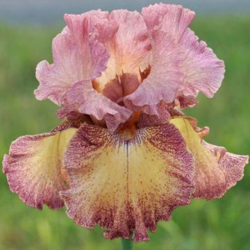 Iris Beguine