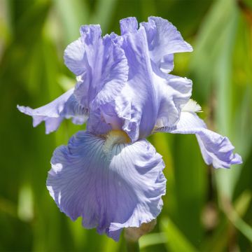 Iris germanica Babbling Brook - Bearded Iris