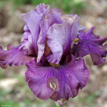 Iris germanica Belle Surprise - Bearded Iris