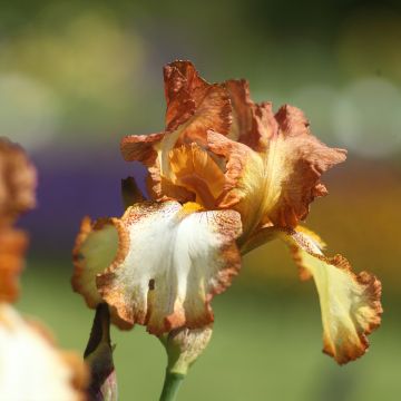 Iris germanica Belvi Queen - Bearded Iris