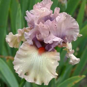 Iris germanica Bewitchment - Bearded Iris