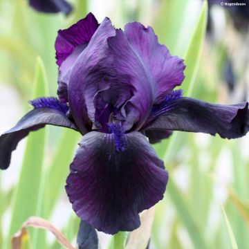Iris germanica Black Watch - Bearded Iris