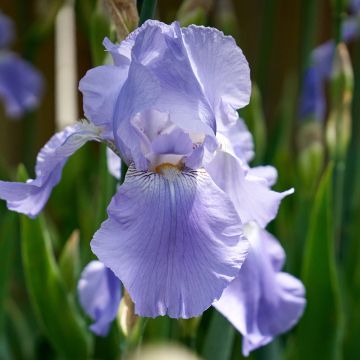 Iris germanica Blue Rhythm - Bearded Iris