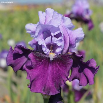 Iris germanica Bluebird Wine - Bearded Iris