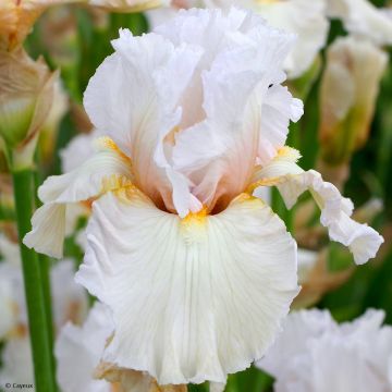 Iris germanica Brides Blush - Bearded Iris