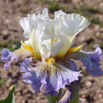 Iris germanica Brin de Folie - Bearded Iris