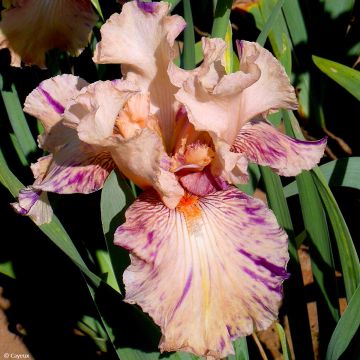 Iris germanica Brindled Beauty - Bearded Iris