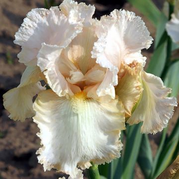 Iris germanica Buffy - Bearded Iris