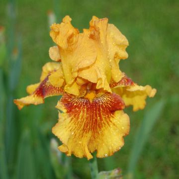 Iris germanica Burst - Bearded Iris