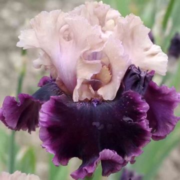 Iris But Darling - Bearded iris